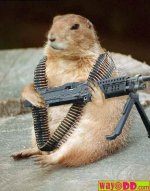 funny-pictures-chippy-the-attack-gopher-1hv.jpg