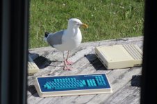 Seagull checking out keyboard.jpg