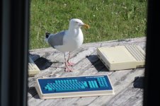 Seagull checking out keyboard.JPG