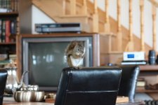 little guy on chair.JPG