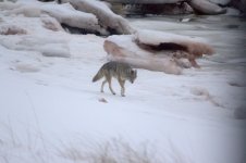 coyote 2 Feb 19.jpg