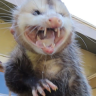 ArbysTPossum